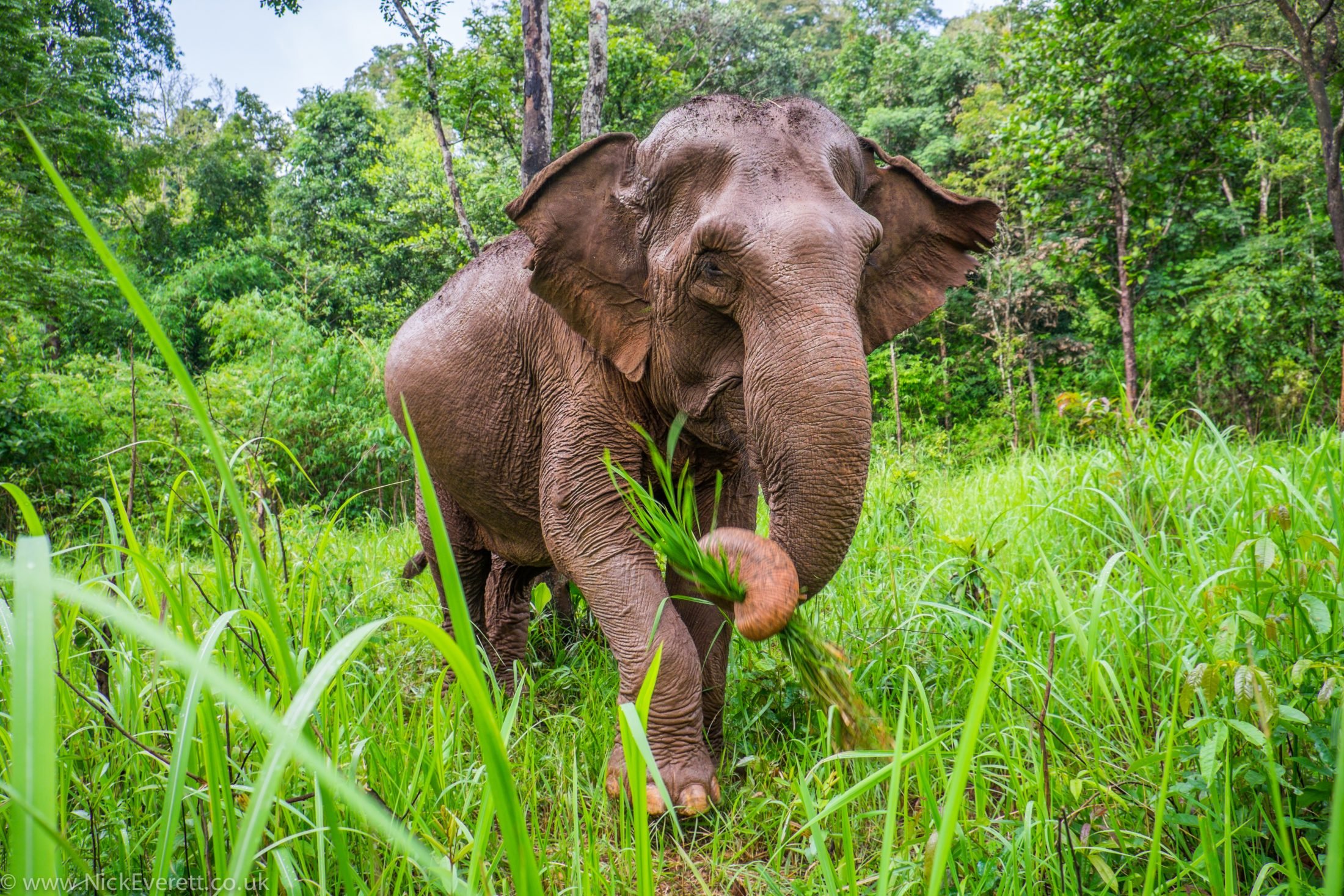 Asian Elephant