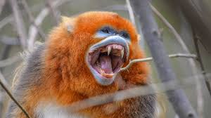Golden Snub-Nosed Monkey